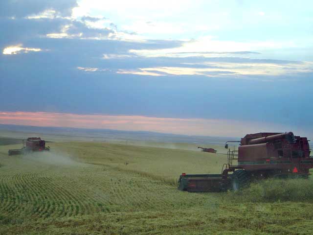 Cutting-barley-sunset